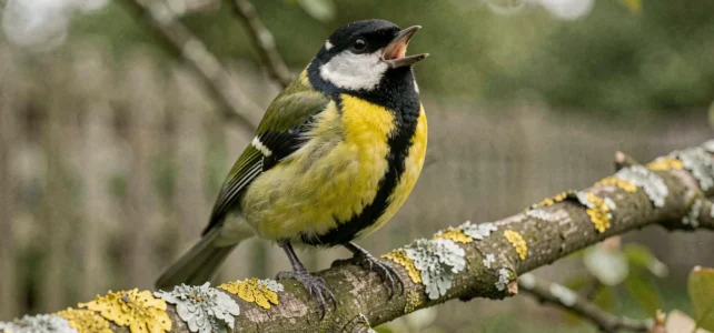 Découvrez quel oiseau chante « huit huit » dans nos jardins et comment l’identifier Découvrez quel oiseau chante « huit huit » dans nos jardins et comment l’identifier